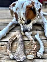 Deer Antler Dog Chew